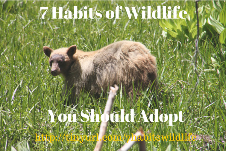 7 Habits of Wildlife you should adopt